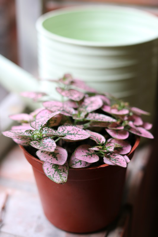 參考用的市價，本價格僅供網友參考，您是否填寫此價格都與購物結帳無關，網站顯示此價格時會加上一條橫線