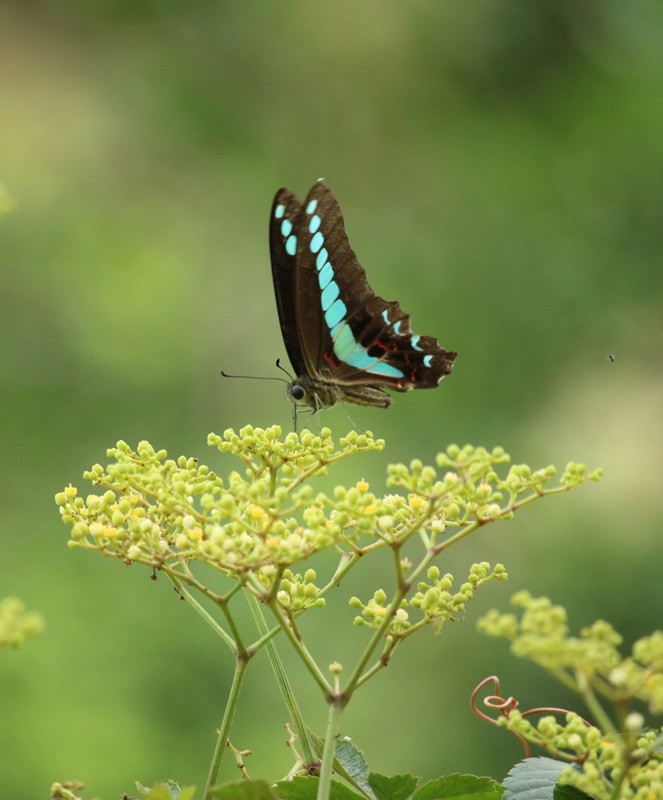 冷凍-生化洗臉棉