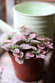 參考用的市價，本價格僅供網友參考，您是否填寫此價格都與購物結帳無關，網站顯示此價格時會加上一條橫線