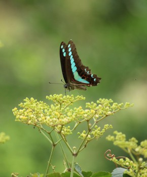 冷凍-生化洗臉棉