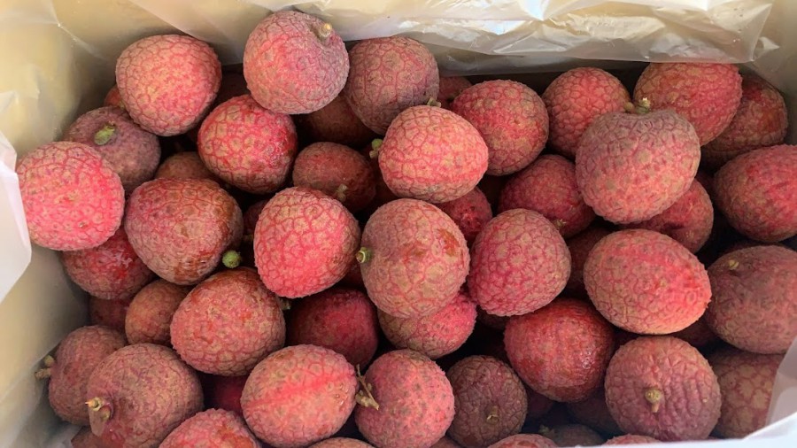 (預購)新鮮無梗黑葉荔枝