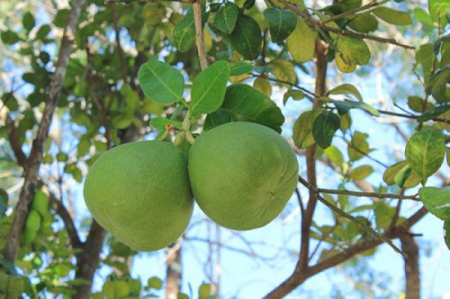 柚子農場